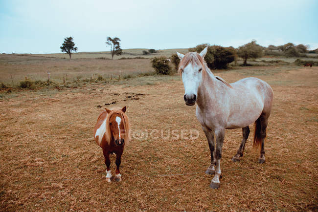 Красиві домашні коні пасуться на сухому полі країни — стокове фото
