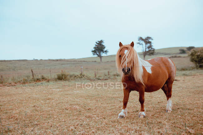 Вітчизняний коричневий поні коник пасе в сухому полі — стокове фото