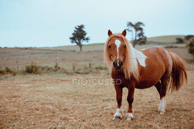 Domestic brown pony horse grazing in dry field — Stock Photo