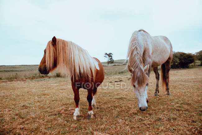 Dois belos cavalos comendo grama seca enquanto em pé no prado maravilhoso no outono — Fotografia de Stock