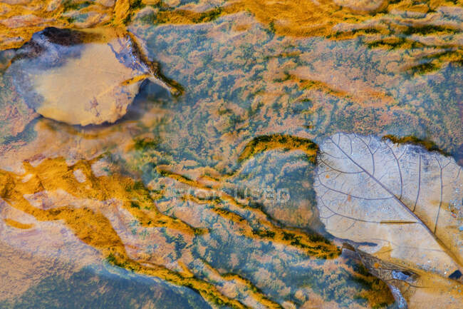Крупный план осенних листьев, стекающих в мелководье Рио-Тинто с минеральными отложениями — стоковое фото