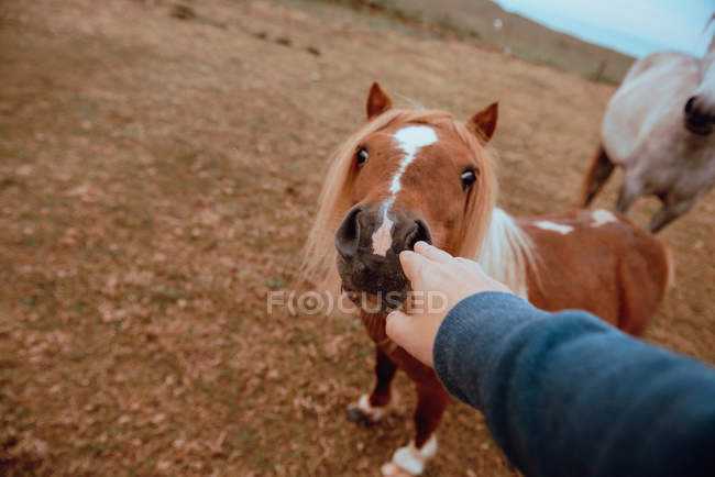 Von oben Hand einer anonymen Person, die erstaunliches Pferd am majestätischen Herbsttag auf dem Feld berührt — Stockfoto