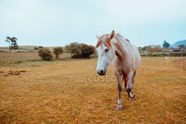 Елегантний бежевий кінь пасеться на фермі восени — стокове фото