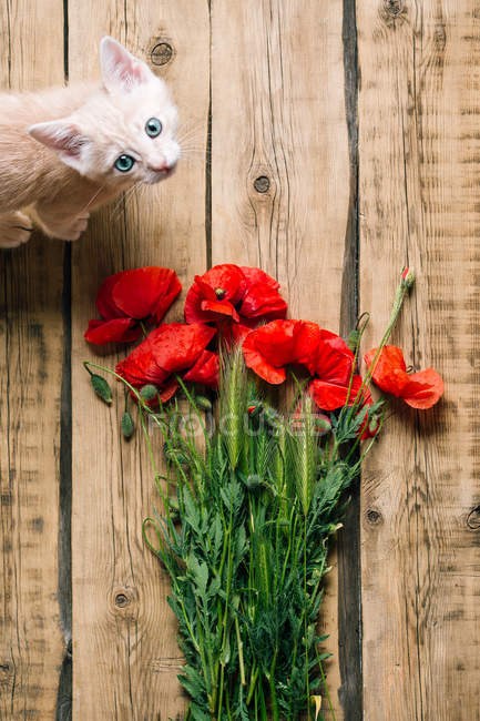 From above adorable kitten on wooden surface near bouquet of bright red poppies. — Stock Photo