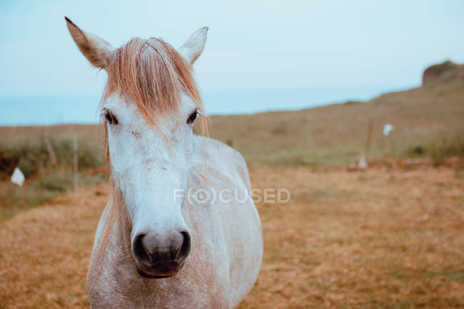 Елегантний бежевий кінь пасеться на фермі восени — стокове фото