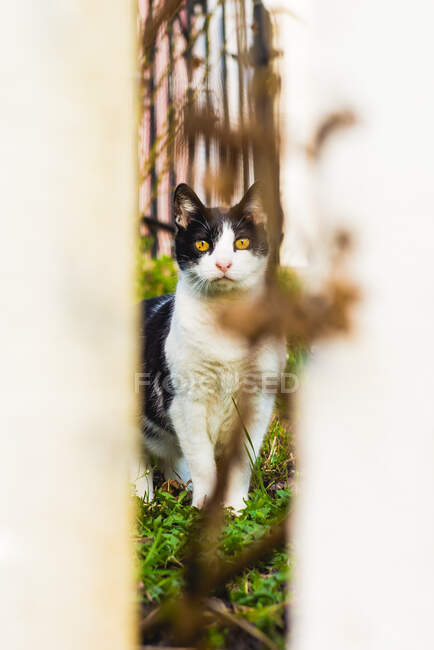 Кіт за парканом в саду — стокове фото