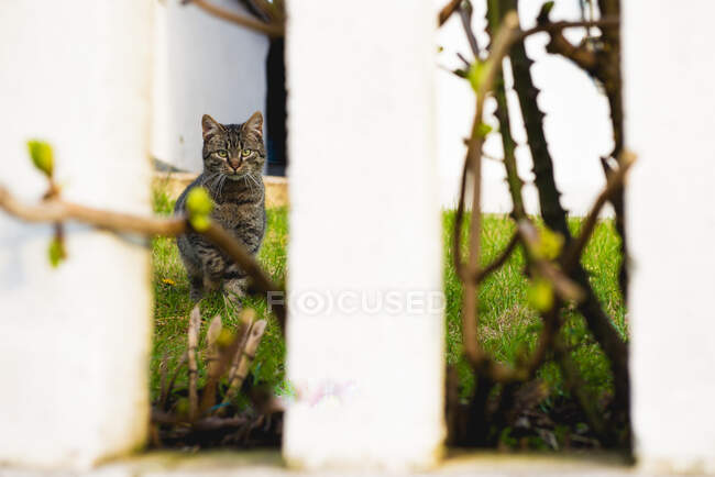 Cat behind fence in garden — Stock Photo