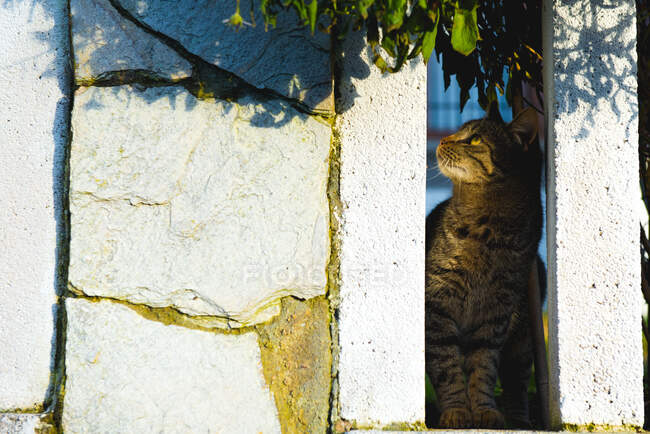 Cat behind fence in garden — Stock Photo