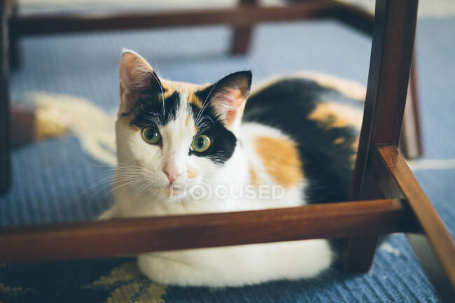 Милая кошка лежит на одеяле — стоковое фото