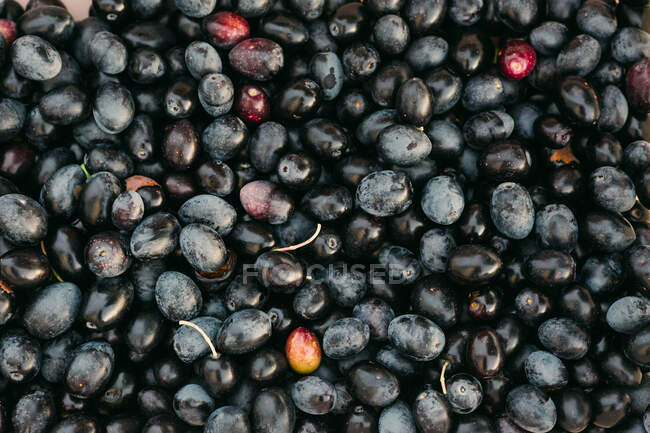 D'en haut pile de prunes mûres fraîchement récoltées dans le jardin — Photo de stock