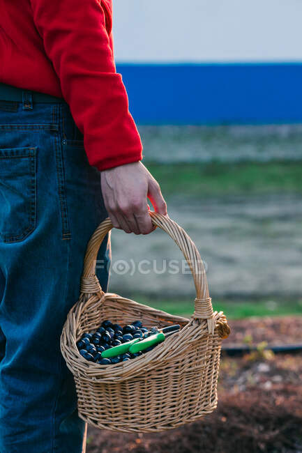 Cultivador con cesta de aceitunas - foto de stock