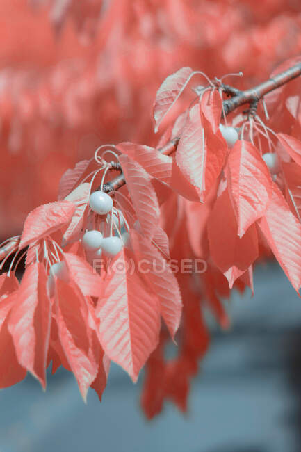 Luminose foglie infrarosse su piante carine — Foto stock