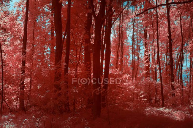 Increíbles árboles infrarrojos creciendo en un maravilloso bosque contra el cielo brillante en Linz, Austria - foto de stock