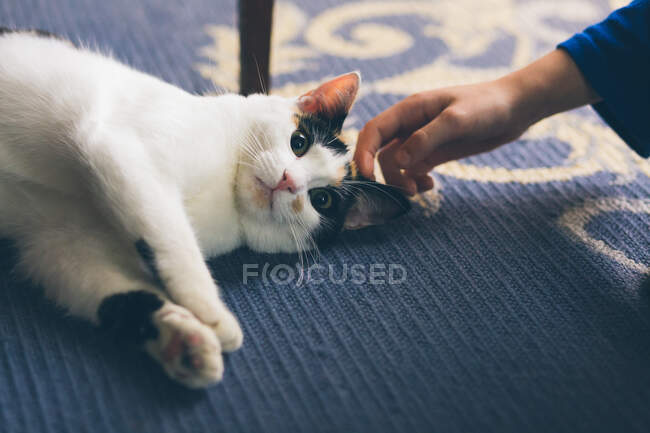Hand einer anonymen weiblichen Berührung schöne Katze auf dem Boden des gemütlichen Zimmers — Stockfoto