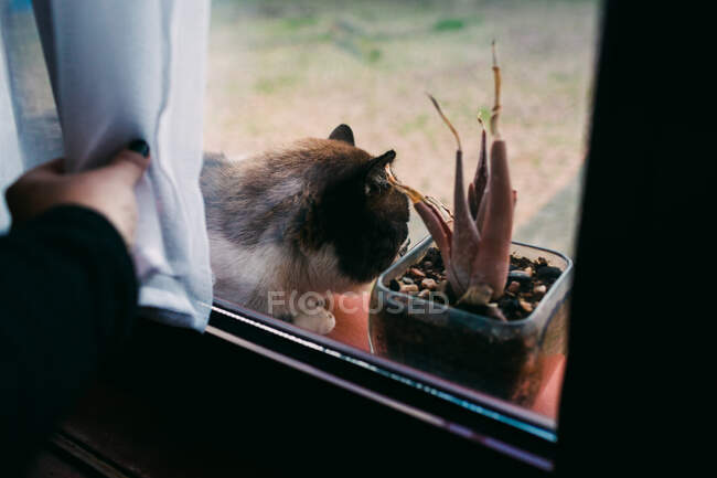 Mano de mujer anónima moviendo la cortina y revelando gato acostado en el alféizar de la ventana cerca de maceta planta - foto de stock