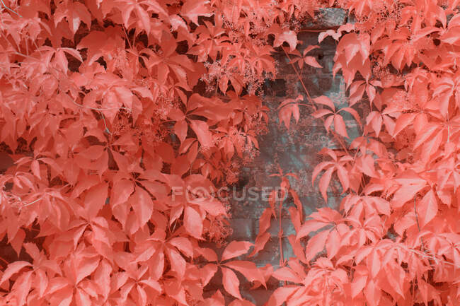 Árvores infravermelhas brilhantes crescendo perto da cerca de pedra — Fotografia de Stock