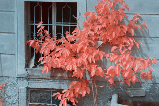 Bright infrared trees growing near lovely houses on quiet suburban street in Linz, Austria — Stock Photo