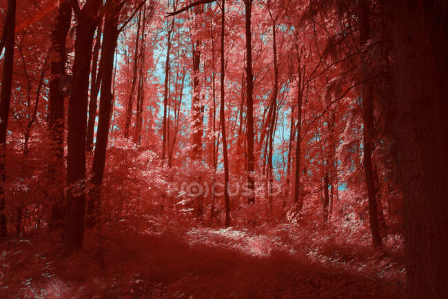 Árvores infravermelhas incríveis crescendo em bosque maravilhoso contra o céu brilhante em Linz, Áustria — Fotografia de Stock