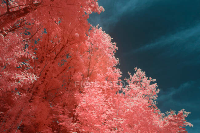 Superbes arbres infrarouges poussant dans un magnifique bosquet contre un ciel brillant à Linz, Autriche — Photo de stock
