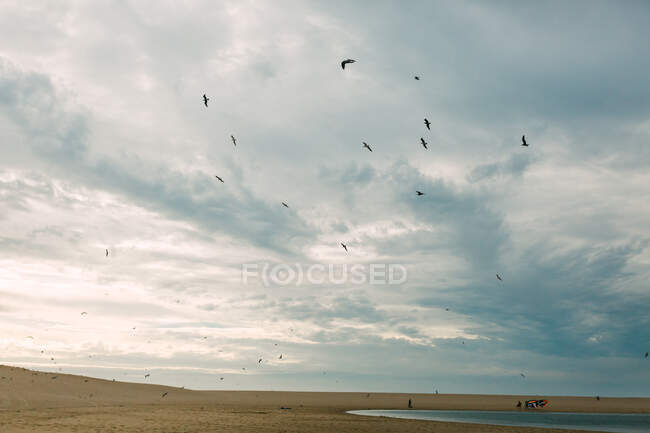 Flock of birds flying in overcast sky on gray day over sandy beach — Stock Photo