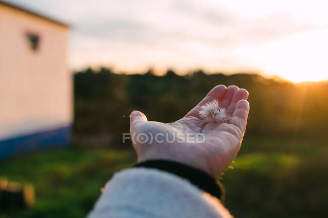 Mão de colheita com camomila na natureza — Fotografia de Stock