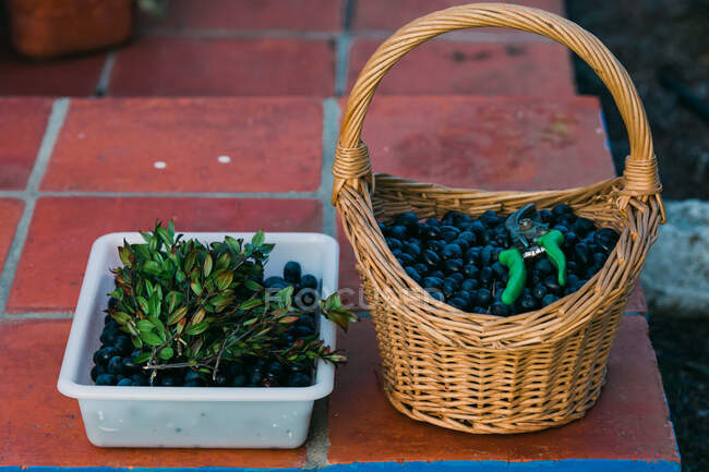Plastic tray and braided basket with fresh black olives placed on tiled floor in yard — Stock Photo