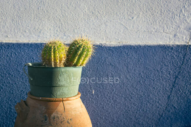 Olla de metal Shabby con dos preciosos cactus colocados en jarrón de cerámica cerca de la pared de estuco del edificio - foto de stock