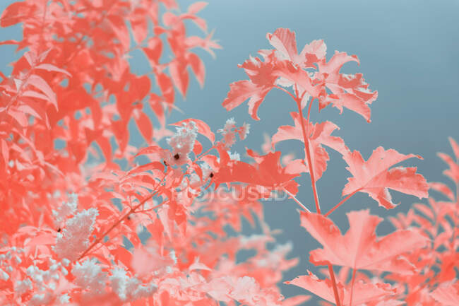 Bright infrared leaves on cute plant — Stock Photo
