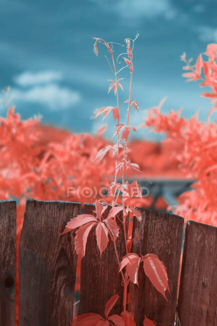 Яркие инфракрасные листья на красивом растении возле деревянного забора на пригородной улице — стоковое фото