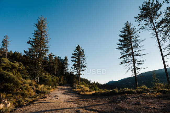 Landscape of hill between trees — Stock Photo