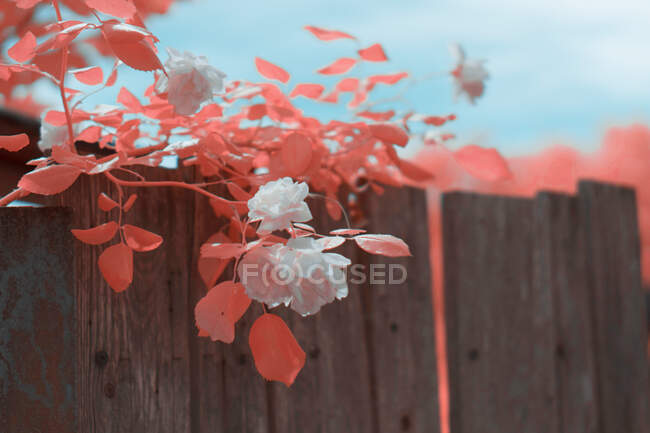 Яскраве інфрачервоне листя на милій рослині біля дерев'яного паркану на заміській вулиці — стокове фото
