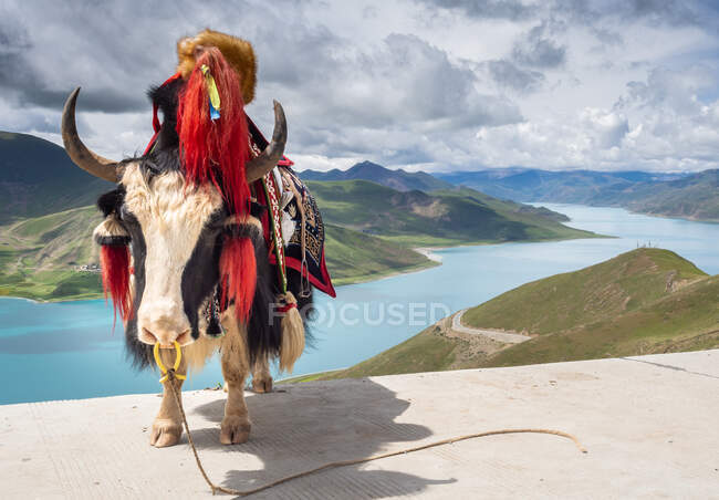 Erstaunliche Kuh mit schönem Sattel steht auf dem Hintergrund des ruhigen Flusses und grünen Hügeln an bewölkten Tag in Tibet — Stockfoto