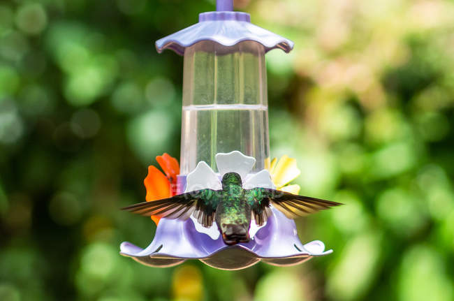 Bright hummingbird drinking water from plastic flower on bottle on blurred green background — Stock Photo