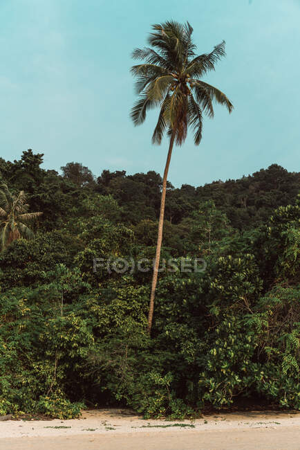 Экзотические пальмы и растения около песчаного берега и голубого неба на Ямайке — стоковое фото