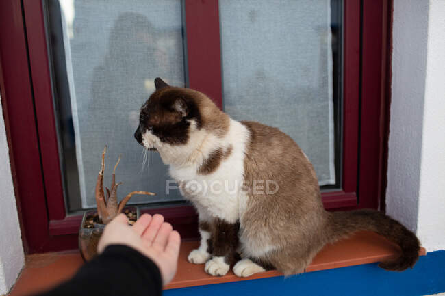 Mano de la cosecha mostrando gato en alféizar ventana - foto de stock