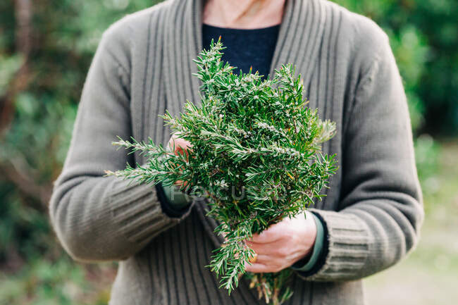 Unrecognizable female in warm jacket holding bunch of fresh rosemary while standing on blurred background of garden — Stock Photo