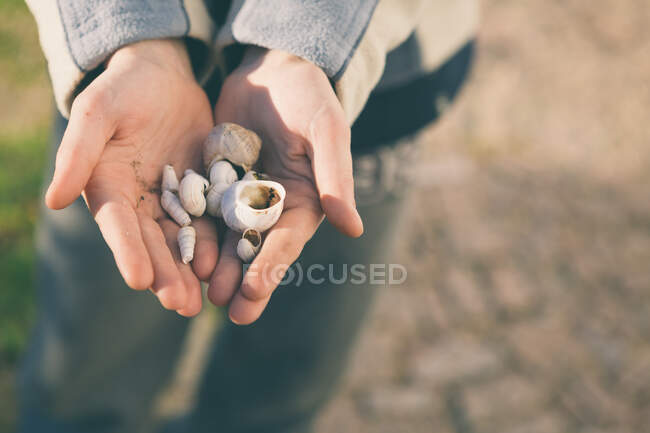 D'en haut les mains de la personne anonyme montrant de petites coquillages à la caméra par une journée ensoleillée dans la nature — Photo de stock