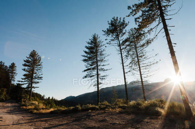 Paysage de colline entre les arbres — Photo de stock