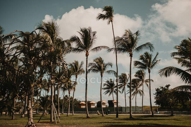 Belle palme alte che crescono contro il cielo nuvoloso in maestosa giornata ventosa a Miami — Foto stock