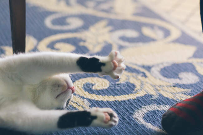 Lindo gato acostado en suelo - foto de stock