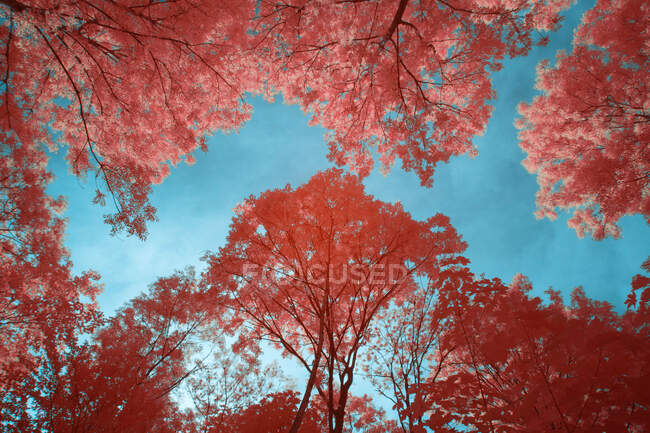 Amazing infrared trees growing in wonderful grove against bright sky in Linz, Austria — Stock Photo