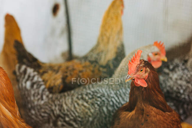 Chickens in enclosure on farm — Stock Photo