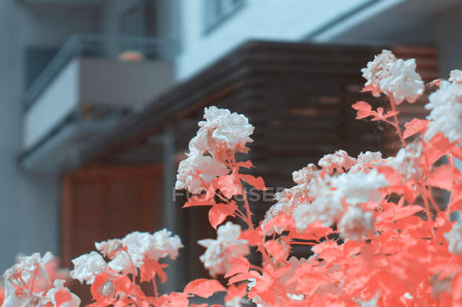 Arbusto infrarrojo de primer plano con bonitas flores que crecen cerca del edificio de apartamentos en la calle de la ciudad - foto de stock