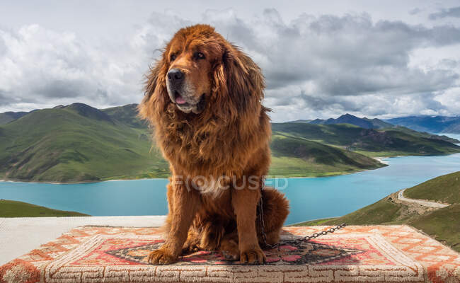 Chien énorme assis près du lac et de la colline — Photo de stock