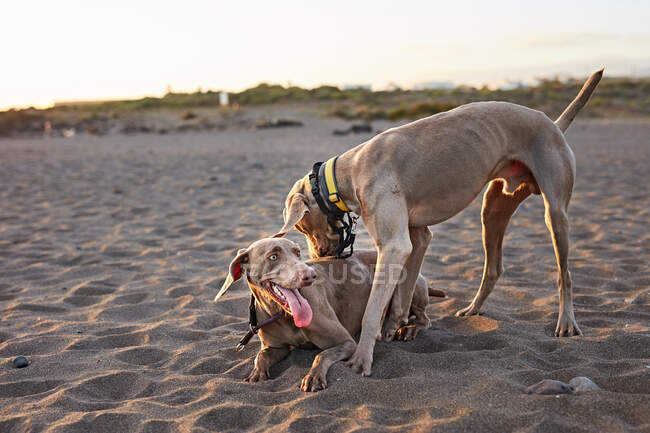 Собаки біжать біля махаючого моря — стокове фото
