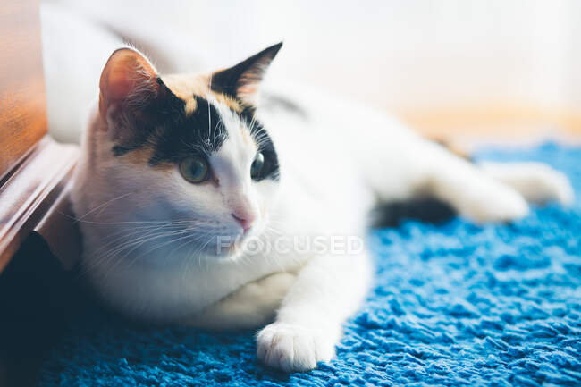 Милий кіт лежить на ковдрі — стокове фото