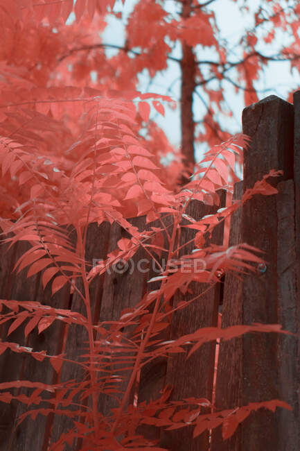 Luminose foglie a infrarossi su pianta carina vicino alla recinzione in legno sulla strada suburbana — Foto stock