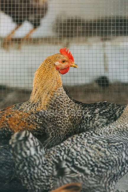 Pollos en el recinto de la granja - foto de stock