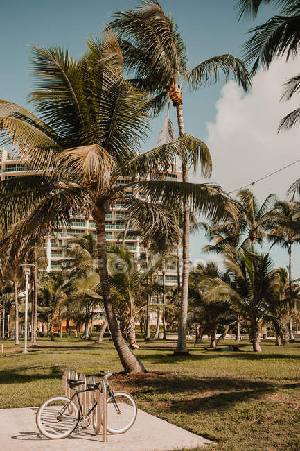 Вінтажний велосипед з прекрасними високими пальмами, що ростуть проти хмарного неба в чудовий вітряний день у міамі. — стокове фото