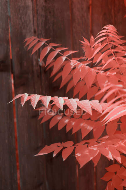 Feuilles infrarouges lumineuses sur une jolie plante près d'une clôture en bois dans une rue de banlieue — Photo de stock